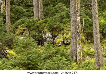 In the alpine forest: some spruce trunks. In between natural regeneration in rocky terrain Royalty-Free Stock Photo #2460469471