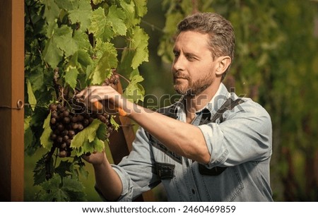 professional winegrower on grape farm. man harvester on summer harvest. wine maker Royalty-Free Stock Photo #2460469859
