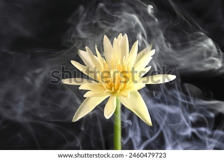 Yellow  lotus flower on black background with smoke