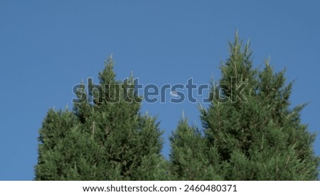 Blues moon green tree sky background picture