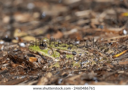 Marsh frog sits in lake and watches close-up. Green toad species of tailless amphibians of family ranidae. Single reptile of pelophylax ridibundus common in water. Portrait wet wild animal in pond. Royalty-Free Stock Photo #2460486761