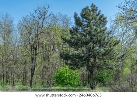 Mixed forest of coniferous and deciduous tree species. Plant grow of pine and poplar willow and herbaceous cover. Zone coniferous deciduous of temperate forests. Forest scape and wildlife landscape. Royalty-Free Stock Photo #2460486765