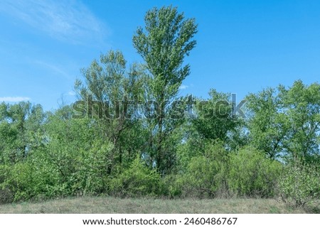 Deciduous forest of trees and shrubs. Undergrowth or summer green  by two rows tree poplar and bush willow and herbaceous cover. Woodland walk is lush undergrowth with ecosystem. Forest scape. Royalty-Free Stock Photo #2460486767