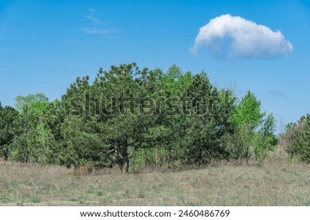 Mixed forest of coniferous and deciduous tree species. Plant grow of pine and poplar willow and herbaceous cover. Zone coniferous deciduous of temperate forests. Forest scape and wildlife landscape. Royalty-Free Stock Photo #2460486769