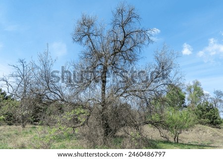 Deciduous forest of trees and shrubs. Undergrowth or summer green  by two rows tree poplar and bush willow and herbaceous cover. Woodland walk is lush undergrowth with ecosystem. Forest scape. Royalty-Free Stock Photo #2460486797