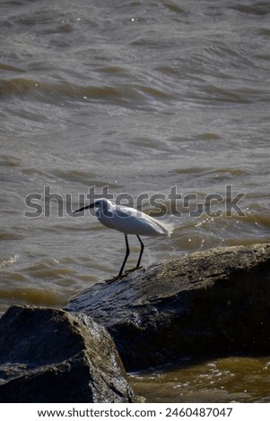vacation, colorful, scenery, birdwatching, light, waterbird, bright, seabirds, closeup, day, natural, animals, tourism, coastline, wings, shore, seagulls, sunset, wave, flock, marine, summer, blue, tr Royalty-Free Stock Photo #2460487047