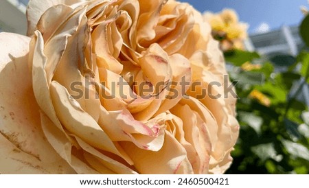 Peach color Rose close up - Stock Photo