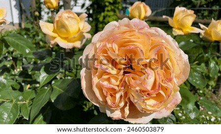 Yellow Roses - Stock Photo