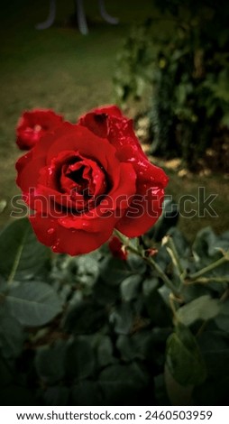 Beautiful Red Rose 🌹 This picture was taken after the rain