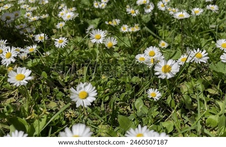 Field of Daisies (Bellis perennis) - Stock Photo