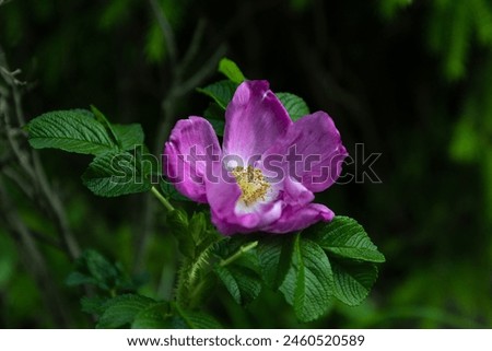 Wild rose bush with dark pink flower in spring time. Rose hip flower in nature. Pink rosehip flower on dark green. Selective focus.