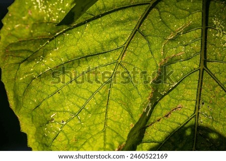 Green leaf of a garden plant in sunlight macro photography. The texture of a juicy leaf on a sunny summer day, close-up photo. Fresh greens with deep shadows in the springtime