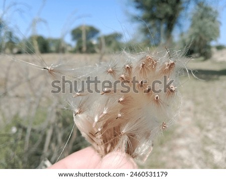 Hairy surface seeds of cirsium arvense.field thistle hair like seeds. hair of the seeds of creeping thistle or Canada thistle