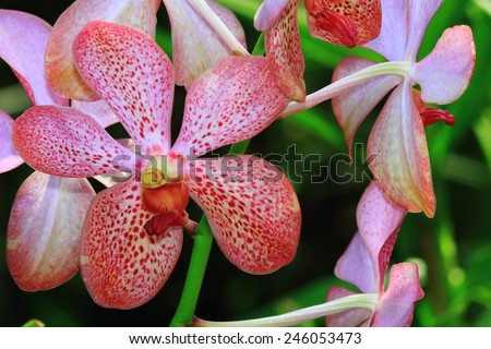Orchidaceae,beautiful flowers (orchid) garden in "Royal Park Rajapruek" of Thailand.