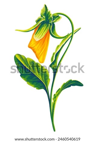 Digital flower, bud of yellow pansy, element for botanical composition. Clip art with a detailed plant isolated on a white background.