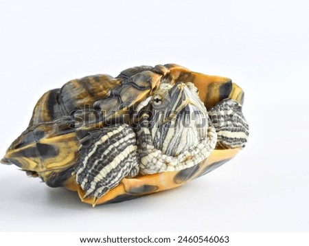 Land turtle isolated on a white background in side wise poses best for youtube videos and other projects 
happy world turtle day 23 may