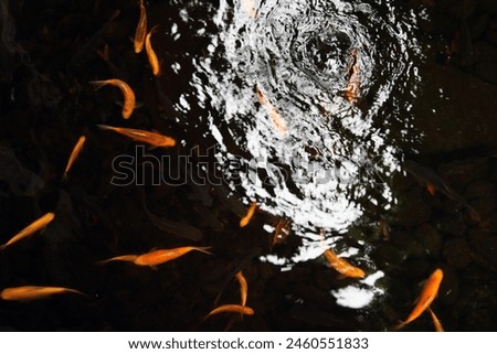 Exterior top view of marine creatures red fishes animals beast swim swimming in the fish pond river lake water from above many of them multiple all together 
