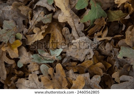 Fallen oak leaves on the ground in autumn, close-up Royalty-Free Stock Photo #2460562805