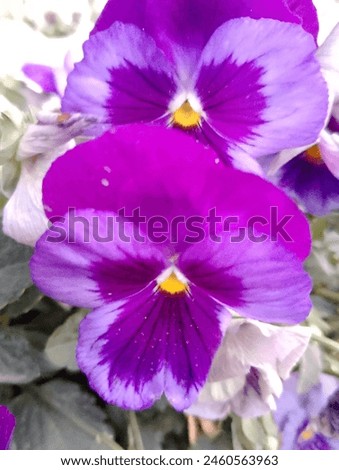 Pansies are Viola hybrids known as Viola x wittrockiana