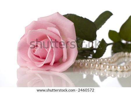 beautiful pink rose on table close up