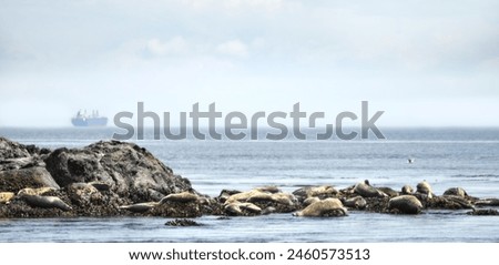 A minimalistic picture of several Vancouver Island harbour seals (Phoca Vitulina) and a huge ship in the distance, minimalism, reduced colours, copy space
