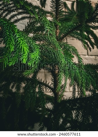 Araucaria Tree Hd Pictures with branches 