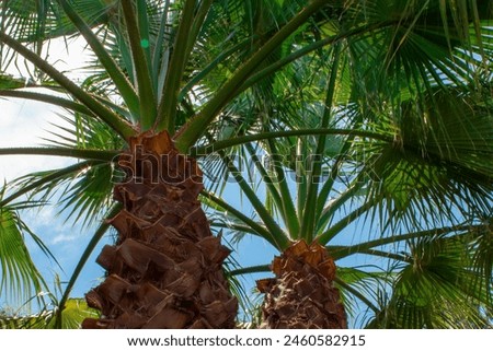 Palm trees background. Coconut palm trees, beautiful tropical background.