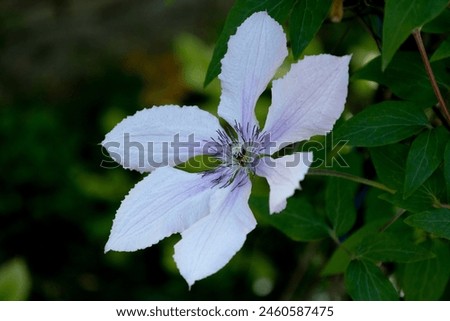 Close shoot of white flower with green leaf and blured background