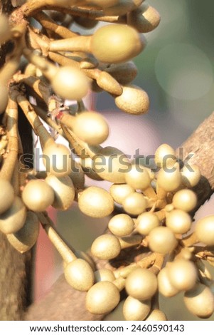 blur and abstract fruits or petals picture Royalty-Free Stock Photo #2460590143