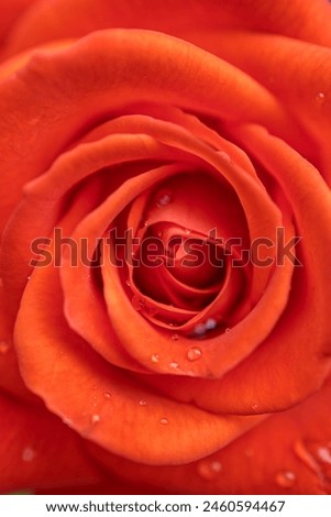 vertical photo of a red rose in close-up, drops of water on the petals. shallow depth of field, blurred background