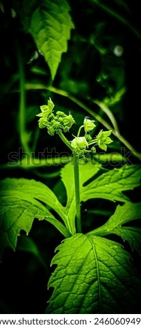 "Vibrant green plant with lush leaves, basking in soft natural light. Perfect for adding a touch of freshness and nature to any design project. High-resolution image capturing the beauty of world.