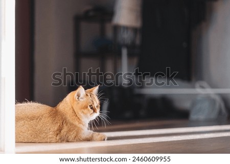 A golden British cat is lying on the floor