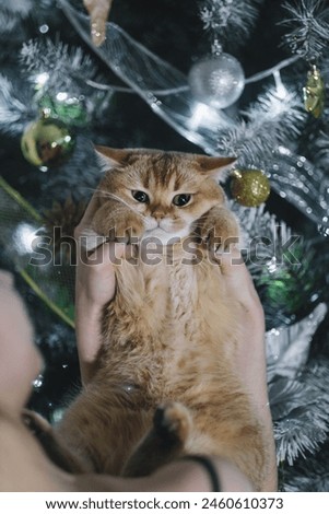 A golden British cat in her arms on the background of a Christmas tree