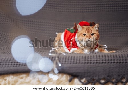 a golden colored kitten of the British breed in Dressed as Santa Claus