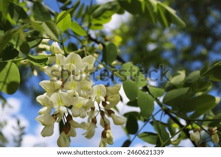 white acacia flowers, spring flowering acacia, white spring acacia flowers