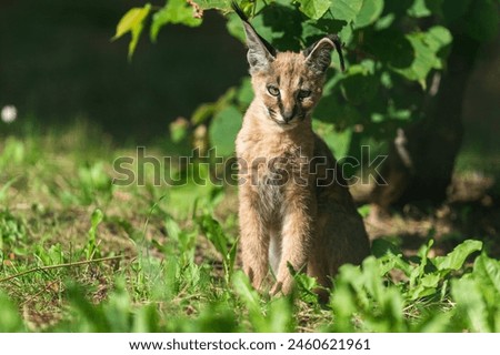 Admire the playful antics of a baby caracal, as it explores its surroundings just like any curious caracal kitten or cub.