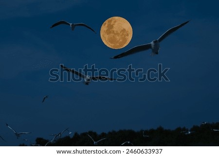Full moon with birds in the sky.