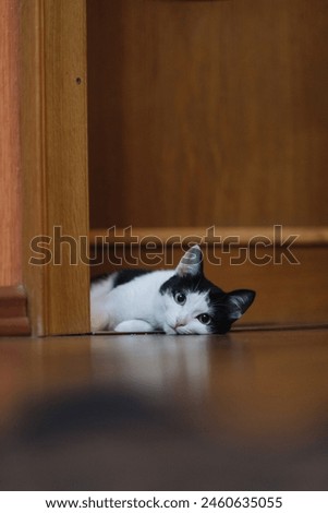 A black and white cat is lying on the floor