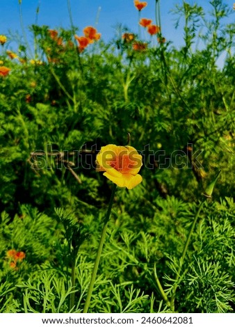 ESCHSCHOLZIA , commonly known as California Poppy, is a genus of flowering pf plants PAPAVERACEAE FAIMLY. These vibrant orange flower are native to CALIFORNIA and are known for the beauty.  Royalty-Free Stock Photo #2460642081