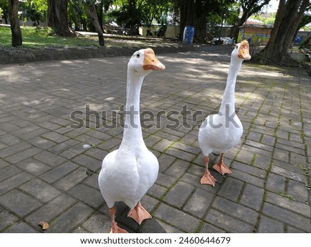 Two geese were walking around looking for food in Balekambang Park, Solo