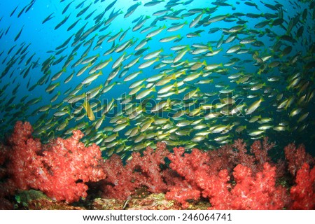 Corals and fish underwater in ocean