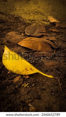 Picture of a leaf fall on a ground,vintage theme