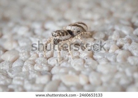 little zebra spider on the wall