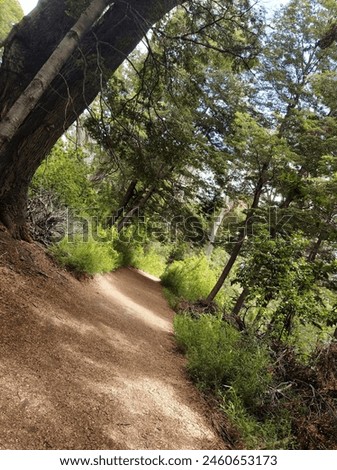Forest, nature, trees, peace, serenity. Royalty-Free Stock Photo #2460653173