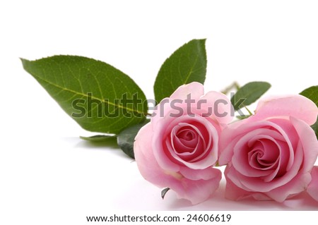 Two pink roses Royalty-Free Stock Photo #24606619