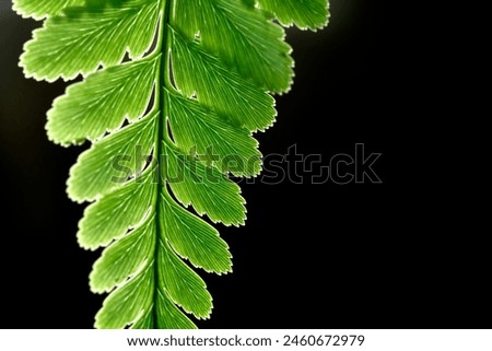  picture of fern leaves abstract background. Dark tone of leaves in tropical jungle. Shiny foliage nature background.