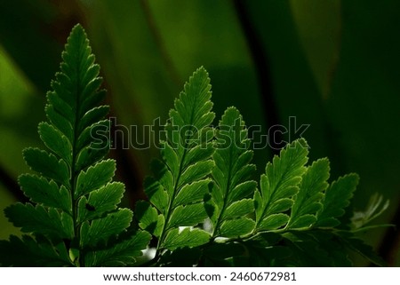  picture of fern leaves abstract background. Dark tone of leaves in tropical jungle. Shiny foliage nature background.