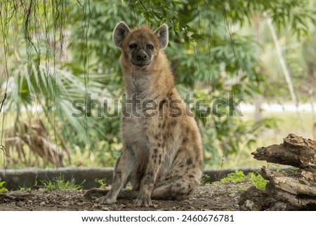Spotted or Laughing Hyena in Miami Zoo