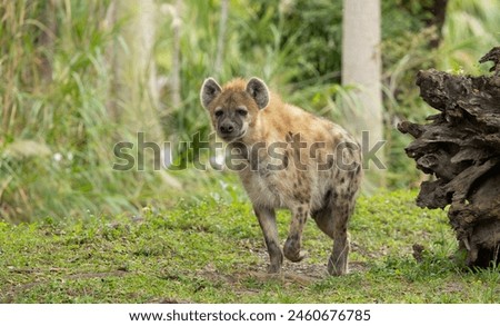 Spotted or Laughing Hyena in Miami Zoo