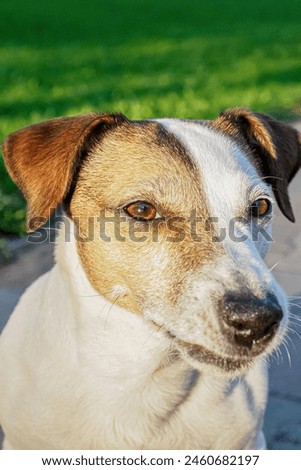 Dog. Jack Russell terrier. Portrait of a cute hunting dog. A pet.